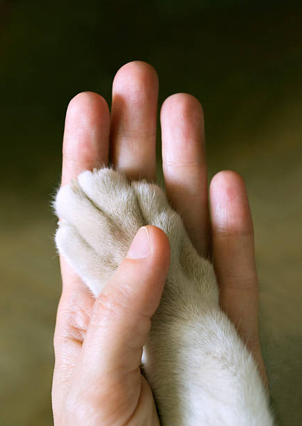 istock Cat's paw in the human hand, hand to hand, trust 493714532