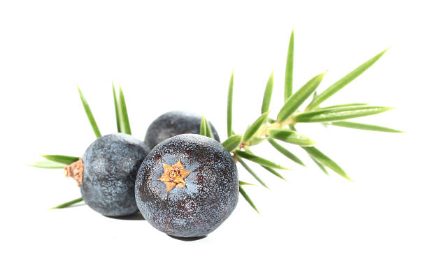 Juniperus berries stock photo