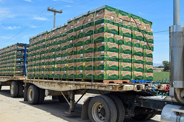Salinas, California, USA - June 30, 2015: Freshly cut iceberg lettuce heads, which are packaged into boxes directly in the fields,  are loaded onto trucks for shipping, in the Salinas Valley of central California. 