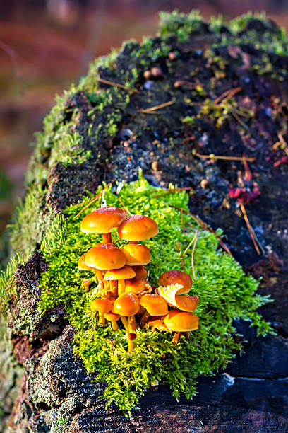 istock False armillaria mushrooms (Hypholoma fasciculare) 493715774