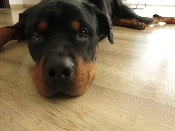 istock Dog Lying on the Floor 493716410