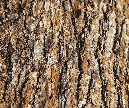 Wrinkled bark old tree lit by the sun's rays.