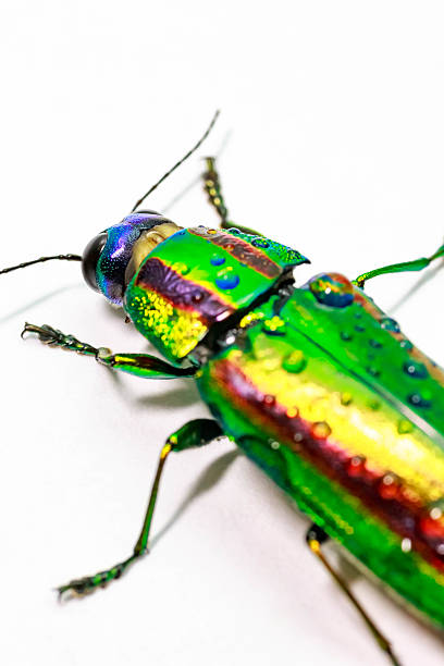 Jewel beetle, Metallic wood-boring beetle, Buprestid.