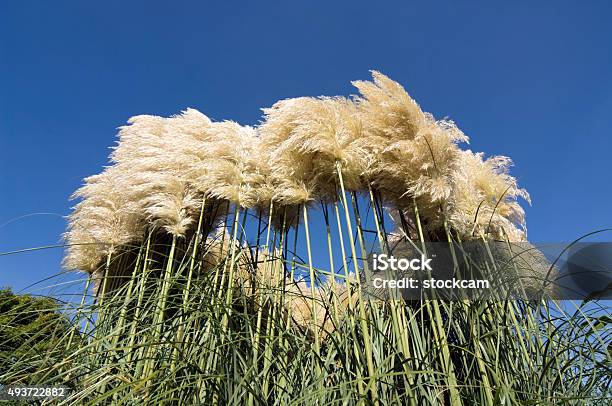 Pampas Grass And Sky Stock Photo - Download Image Now - Kew Gardens, Botanical Garden, 2015
