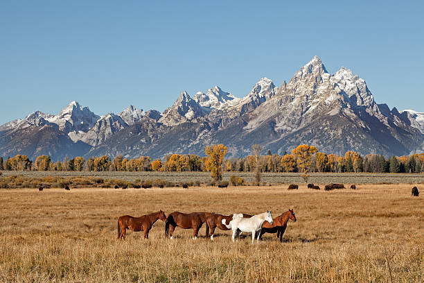 istock Teton Landscape in Fall with Horses and Bison 493723112