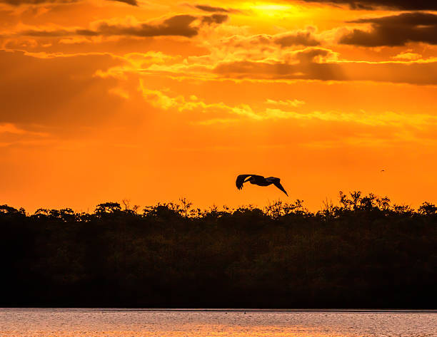 istock pelican at sunrse 493723696