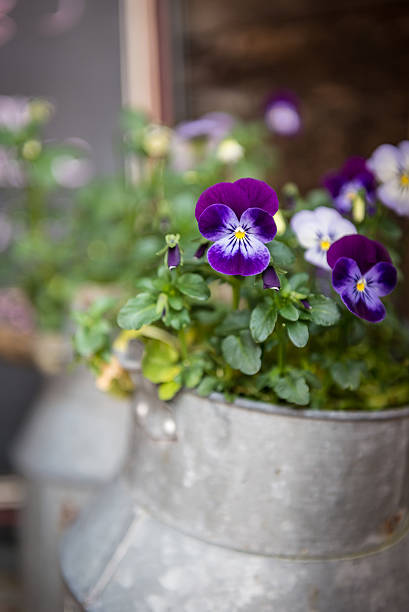 istock Garden pansy flower 493724284