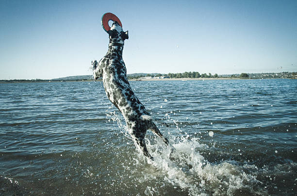 dog running on the lake