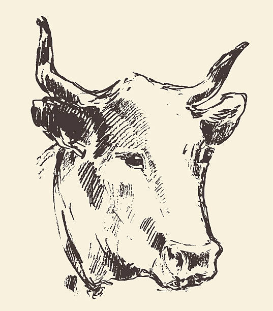 ilustraciones, imágenes clip art, dibujos animados e iconos de stock de vaca con campana de cabeza de ganado vacuno de raza diagrama de dibujo holandés - animal head cow animal bell