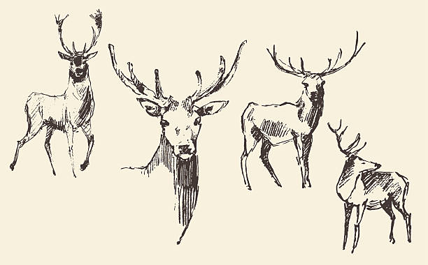 세트마다 deers 판화 빈티지 수작업 스케치를 - illustration and painting engraved image engraving pencil drawing stock illustrations