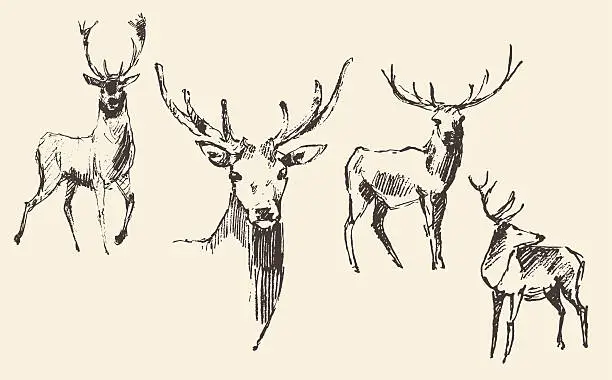 Vector illustration of Set of deers engraving vintage hand drawn sketch