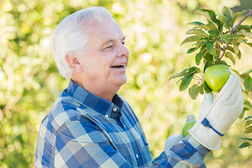 Senior adult Caucasian man with gray hair is farmer or orchard owner. He is picking ripe gree apples from trees in beautiful apple orchard. Man is smiling while inspecting fruit. He is wearing gloves, and a plaid shirt.