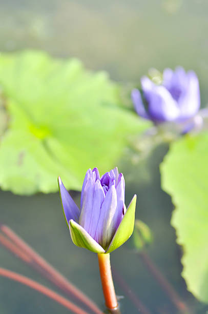 istock purple lotus flower 493735142