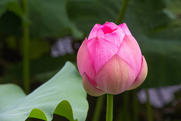 istock Lotus flower in Japan 493735264