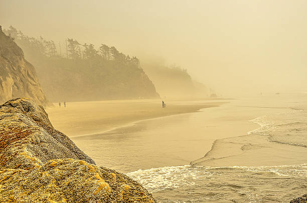 istock Foggy day at the beach on the Oregon coast 493736892