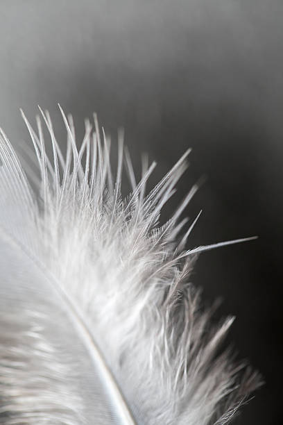 istock close up of feather 493738104