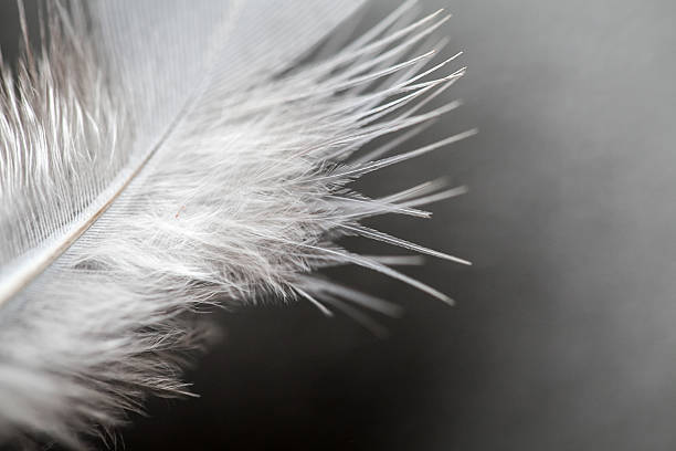 istock close up of feather 493738148