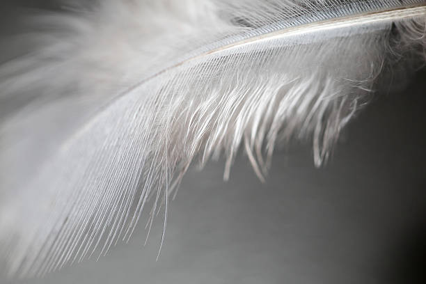 istock close up of feather 493738228