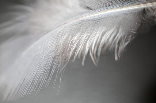 close up of feather ,soft focus