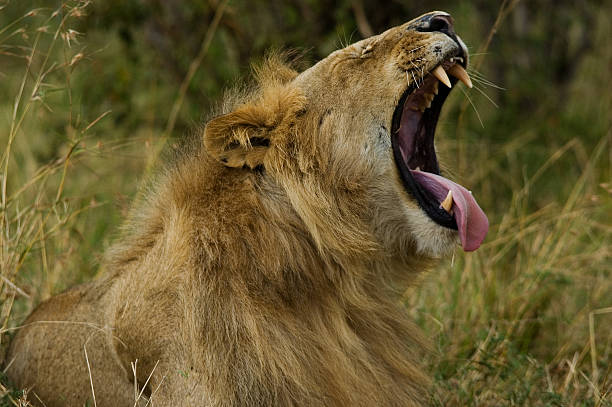 istock Lion in Masai Mara Game Reserve, Kenya 493738632