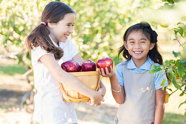 schoolgirls retiro manzanas en orchard durante el viaje de estudios - apple orchard child apple fruit fotografías e imágenes de stock