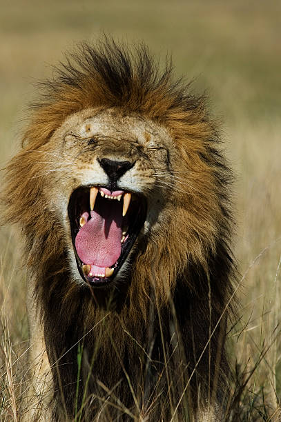 istock Lion in Masai Mara Game Reserve, Kenya 493738980