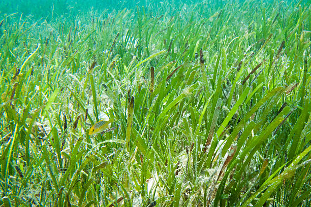 istock Tropical seagrass meadow 493739060