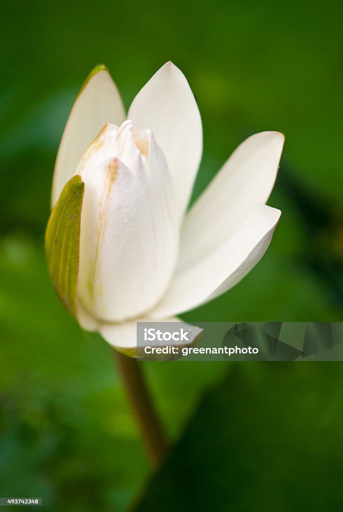 Water lily flower opening White water lily flower bud beginning to open 2015 Stock Photo