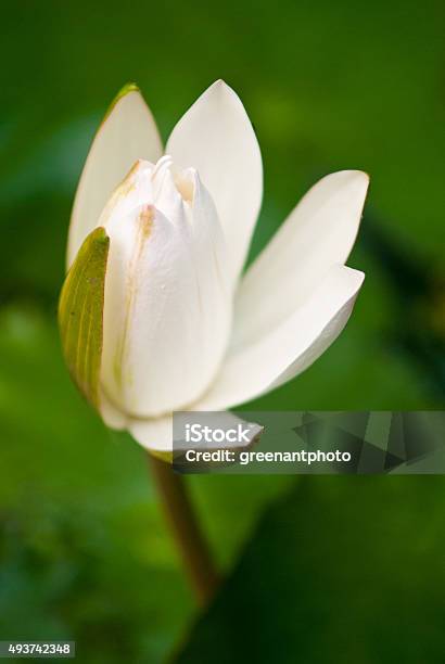 Water Lily Flower Opening Stock Photo - Download Image Now - 2015, Bali, Flower