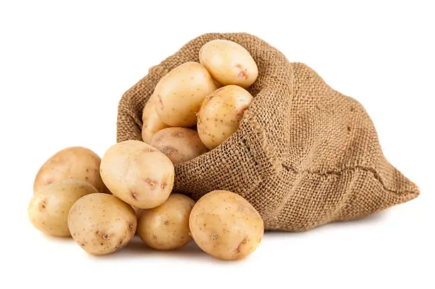 Photo of Ripe potato in burlap sack