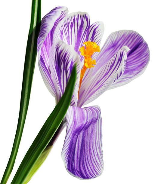 istock Flower of purple crocus 493746212