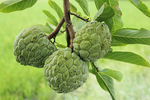 Sugar apple Close-up sugar apple in the garden  annonaceae stock pictures, royalty-free photos & images