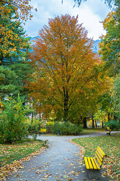 istock Beautiful Colorful Autumn Leaves 493747998