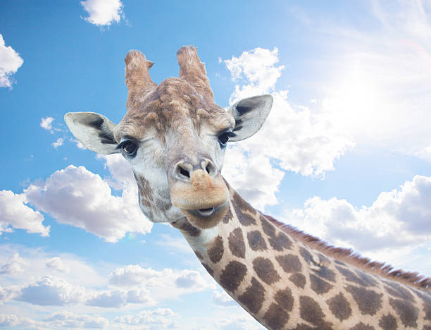 istock head of nice giraffe against sky 493748996