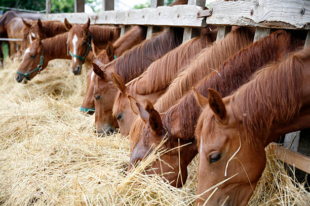 istock Purebred horses eating fresh hay 493749160