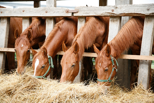 Young horses eating fresh hay between the bars of an old wooden fence
