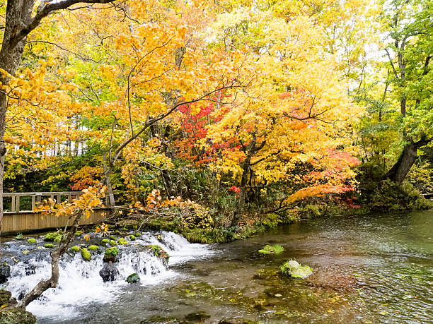 istock Autumn in Japan 493756646
