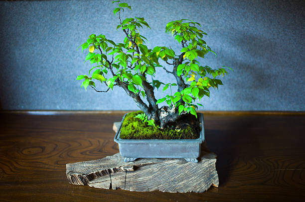 Bonsai tree grove in ceramic pot.