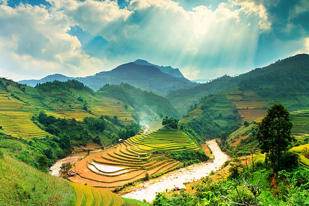 istock Rice fields on terraced of Mu Cang Chai 493757292