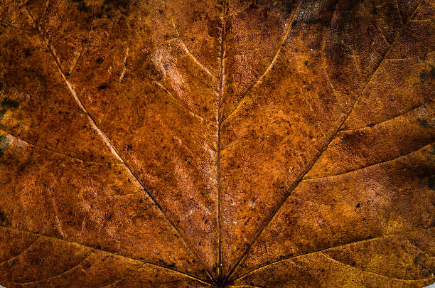 istock Close up of a weathered maple leaf in autumn 493757774