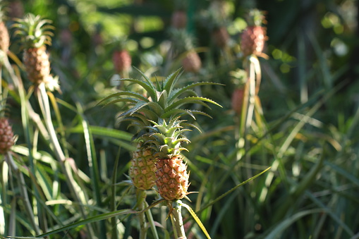 Energetic little pineapples with sunshining on it, Okinawa, Japan