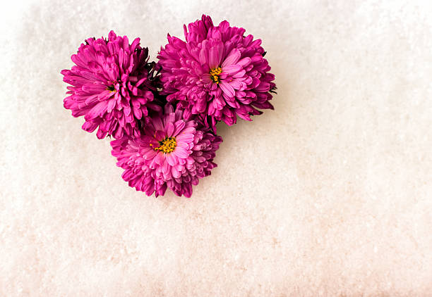 istock Pink Chrysanthemum Flowers on Snow 493758672