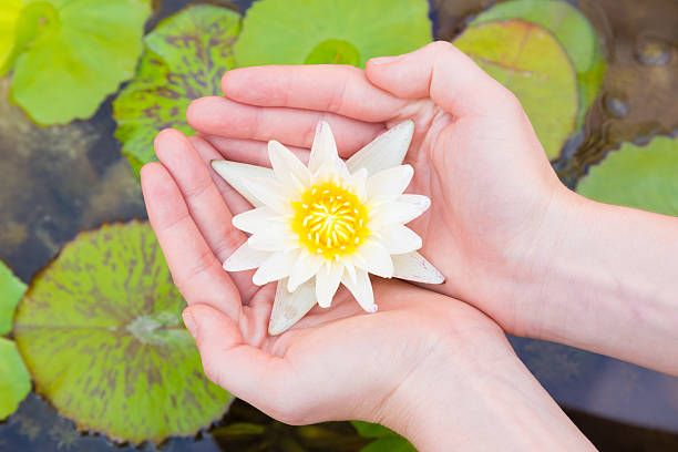 istock Woman hands holding lotus flower 493760448
