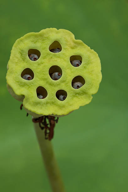 istock Calyx of the water lily 493760812