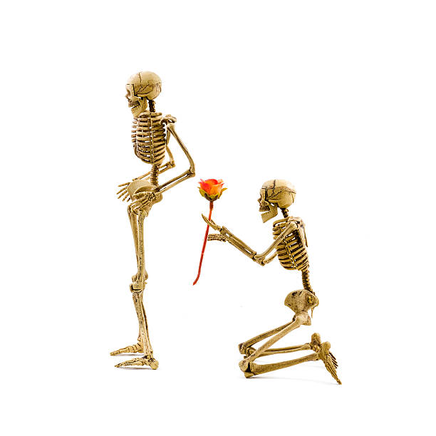 Will you marry me? Skeleton model kneel making proposal to his girlfriend and giving a rose. Isolated on white background