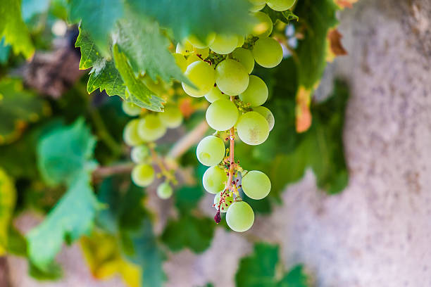 Grapes stock photo