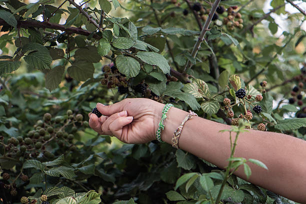 Blackberries stock photo