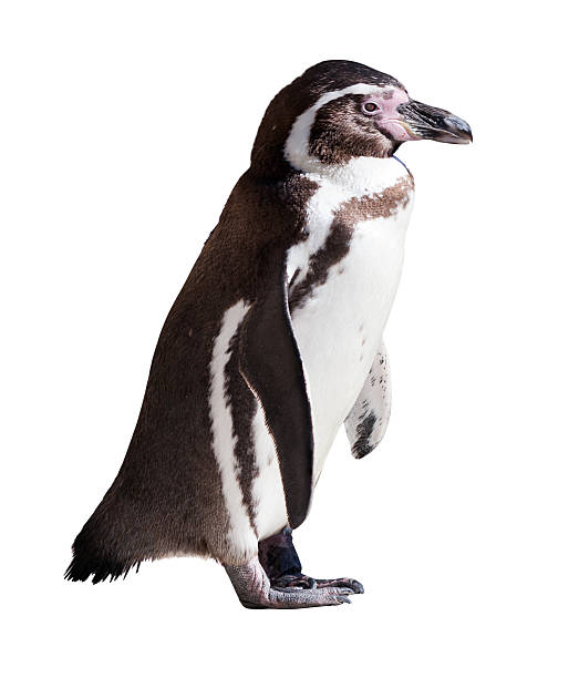 istock Humboldt penguin on white background 493762651