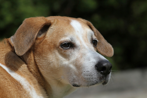 A close up of a Beagle mixed breed dog looking to your right