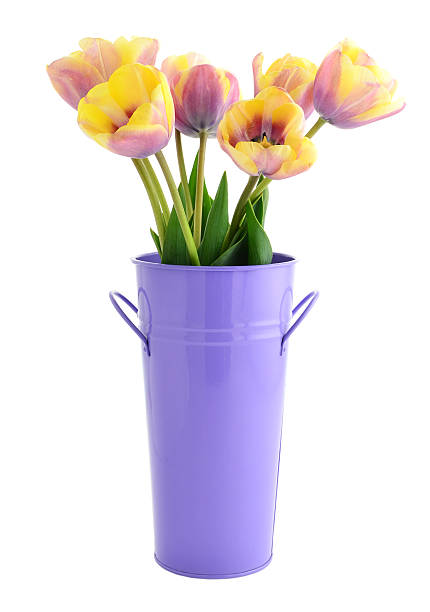istock Yellow and purple tulips 493763069